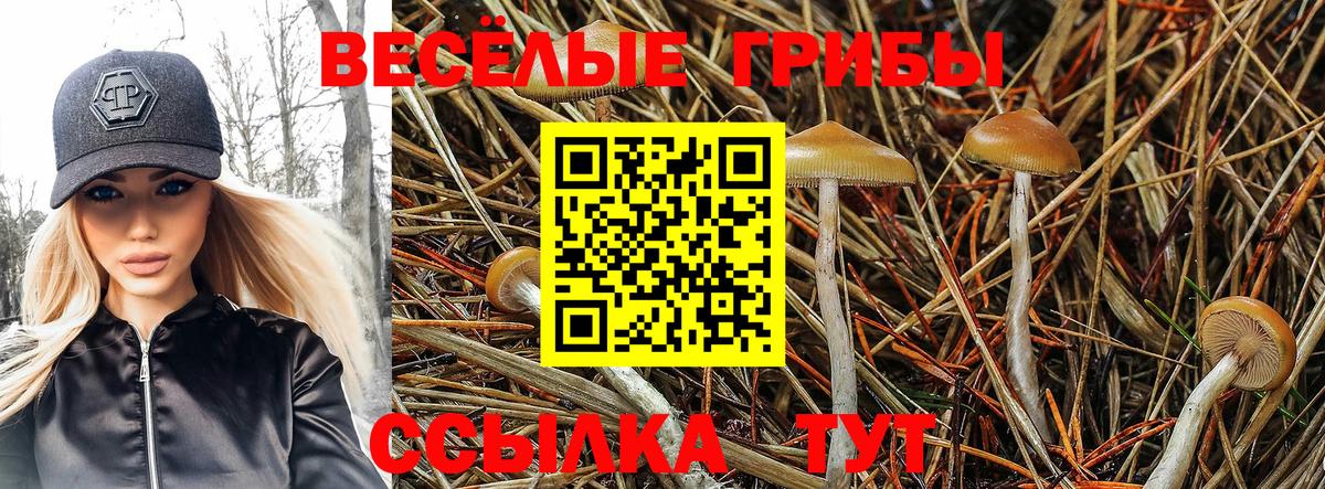 Псилоцибиновые грибы Psilocybe Каспийск